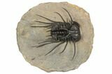 Dicranurus Trilobite - Top Quality Specimen! #191747-1